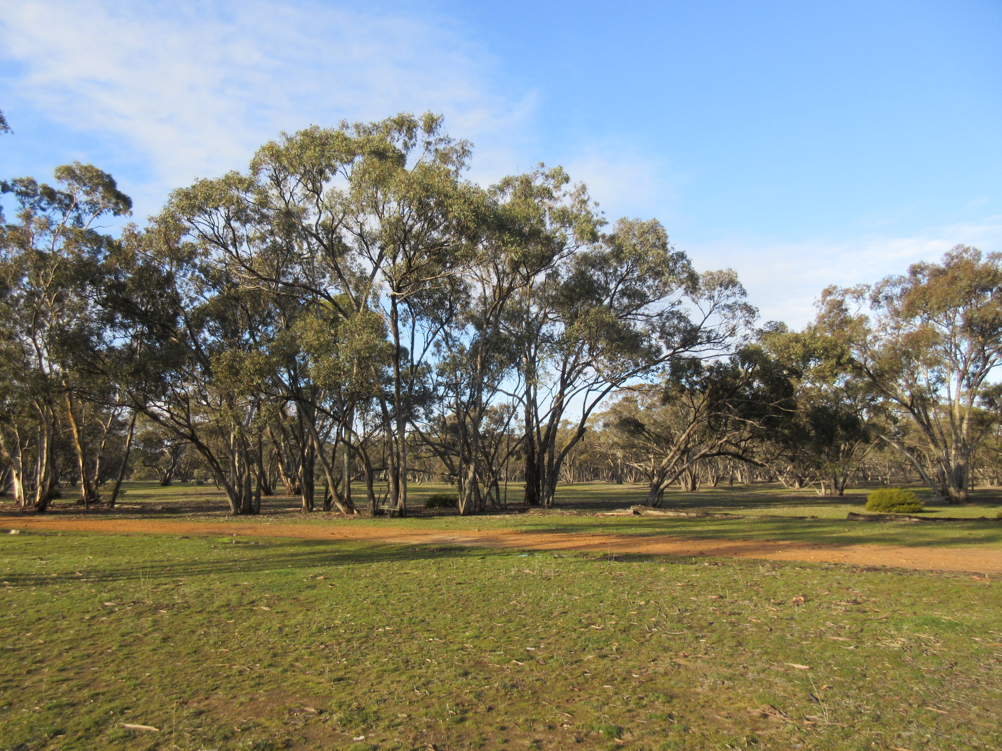 Kiata Camping ground, Little Desert.